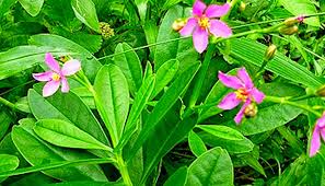 Image result for Portulacaceae