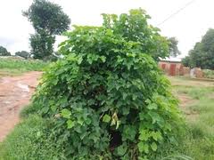 Image result for Antherotoma naudinii