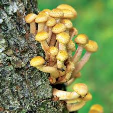 Hallimasch Schadlicher Baumpilz Baumpilze Pilze Essbare Pilze