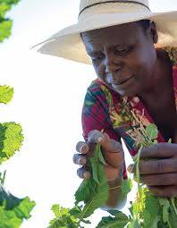 Salvationist 15 March 2025 by The Salvation Army UK and Ireland