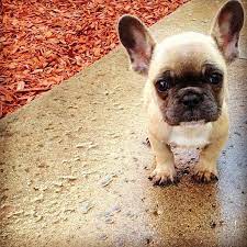 Most Puppies Grow Into Their Big Feet Frenchies Appear To Grow Into Their Big Ears Cute Animals Baby Animals Puppies