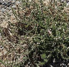 Image result for Salsola