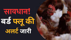   अख़बार और TV वाली लुगाईयों की सरगनी काली गांड के एरिया काले पोंद   में बर्ड फ्लू की आहट के लिए इमेज परिणाम