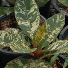 Unyamanee Variegated Plumeria Plumeria Cactus Plants For Sale Plant Leaves