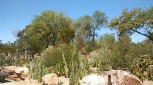 Why did he open a factory at 2 cactus garden drive in henderso. The Largest Botanical Cactus Garden In The Southwest Is Right Here In Nevada And It S Mesmerizing Cactus Garden Nevada Travel Nevada