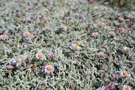 Image result for Caperonia stuhlmannii