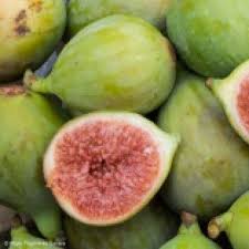 Figuier Carica Portogallo Figuier Long Du Portugal Figuier Ficus Petit Fruit