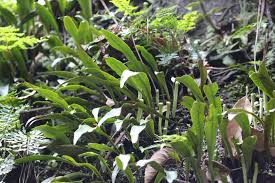 Image result for Loxogramme