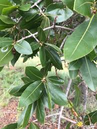Image result for Ochna pulchra