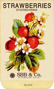Strawberry Seed Packet Flower Seeds Packets Vintage Seed Packets
