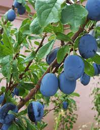 We did not find results for: Stanley Plum Tree Seedling 12 18 Inches Tall Ckkproductsllc
