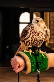 Falcon Tour In Dubai Falcon Is The National Bird Of Uae And Is A Symbol Of Force And Courage Falconry Is Recognized As An Impor Falconry Cat S Birds Of Prey