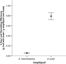 Maybe you would like to learn more about one of these? The Impact Of The Invasive Amphipod Dikerogammarus Haemobaphes On Leaf Litter Processing In Uk Rivers Springerlink