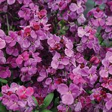 The full range is on sale now. Wallflower Seeds Wallflower Sugar Rush Purple F1 New Featured Flower Seeds