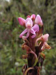 Image result for Disa baurii