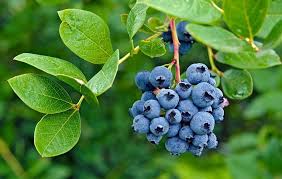 Image result for Vaccinium
