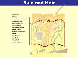 Here is a way to have fun coloring while learning about the living world. Skin Hair And Nails