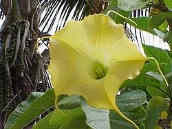Image result for Brugmansia aurea