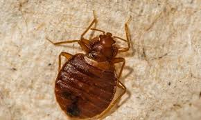 Image result for bed bugs droppings