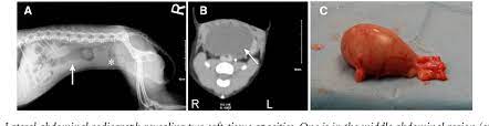 Atypical Presentation Of Ovarian Remnant Syndrome In A Dog Semantic Scholar