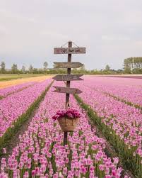 Where To Find Tulip Fields Near Amsterdam In 2020 Tulip Fields Tulip Fields Netherlands Field Wallpaper