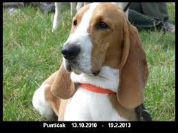 Image result for švycký honič