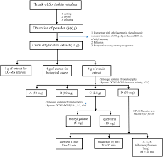 Image result for Sorindeia juglandifolia