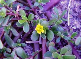 Image result for Portulaca oleracea