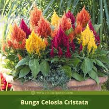 Tanaman celosia di indonesia mempunyai aneka nama panggilan. Cara Menanam Bunga Celosia Cristata Ciriciripohon Com
