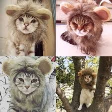 Pet Kedi Kopek Elbise Kostum Peruk Kap Sapka Cosplay Aslan Sac Yele Kulaklar Sapka Sonbahar Susturucu Esarp Satilik Best Www9 Satisfiyat Buzz