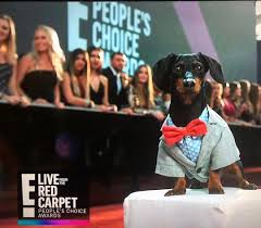 Winner Animal Star 2018 People S Choice Awards Crusoe Crusoe The Celebrity Dachshund Dachshund Love Celebrity Dogs