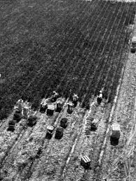 Aerial View Of Farm Workers Harvesting Onion Crop Photographic Print Margaret Bourke White Allposters Com Margaret Bourke White Black And White Photographs Aerial