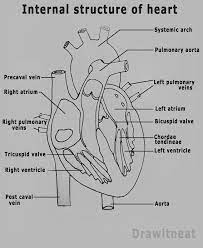 Draw It Neat How To Draw Internal Structure Of Human Heart Easy Version Human Heart Anatomy Human Drawing Human Heart Drawing
