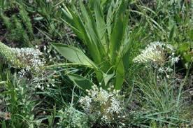 Image result for Schizocarphus