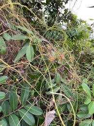 Image result for Beilschmiedia michelsonii