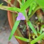 Image result for Cyanotis axillaris