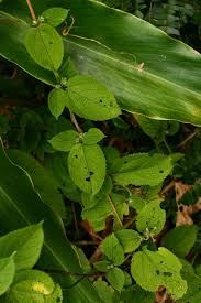 Image result for Tragia rupestris