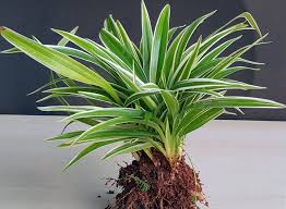 Maybe you would like to learn more about one of these? 8 Jenis Pokok Hiasan Yang Mampu Jadi Pembersih Udara Dalam Rumah