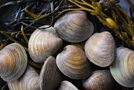 This soaking process will help filter sand and grit from your clams, which will help improve the taste and texture of your dish. Fish Facts Clams Scales Shells