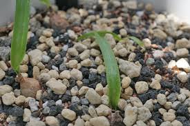 Image result for Eriospermum porphyrium