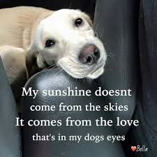 6cd6d8efbaec94b32a11ddae8a7438c0 Jpg 640 640 Pixels Dog Quotes I Love Dogs Dogs