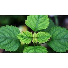 Maybe you would like to learn more about one of these? Daun Nilam Tanaman Daun Patchouli Shopee Indonesia