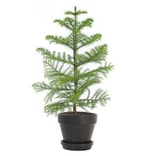 Additional norfolk pine water requirements. Norfolk Pine Araucaria Heterophylla Incl Matte Black Pot Green Lifestyle Store