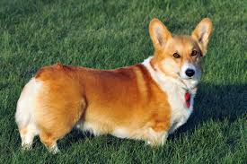 The best quality puppies & dogs offered with 10 year satisfaction guarantee with safe shipping from top breeders. Pembroke Welsh Corgi Wikipedia
