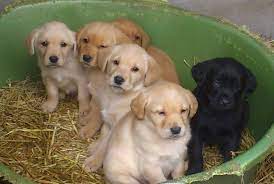 There's been a gorgeous black labrador retriever mix puppy up for adoption at toronto animal services south all weekend and no one has taken him home yet. Golden Labrador Golden Retriever And Labrador Mix Puppies 1280x859 Wallpaper Teahub Io