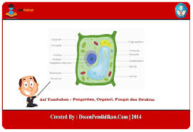 Sel hewan dan sel tumbuhan dan keterangan. Organel Sel Tumbuhan Contoh Ciri Jenis Fungsi Struktur