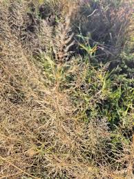 Image result for Sporobolus pyramidalis