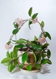 Salon Com Hoya Plants Planting Flowers Plants