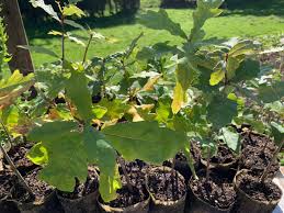 Image result for oak sapling