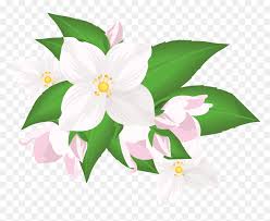 White Flower Clipart Png Png Download Jasmine Transparent Png Vhv 4,162 likes · 119 talking about this. white flower clipart png png download